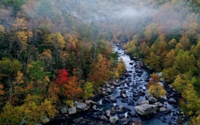 Virginia Notary Laws You Should Know